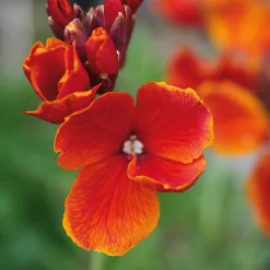 Blumensamen * Manufactum Blumensamen Historischer Goldlack