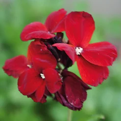 Blumensamen * Manufactum Blumensamen Historischer Goldlack