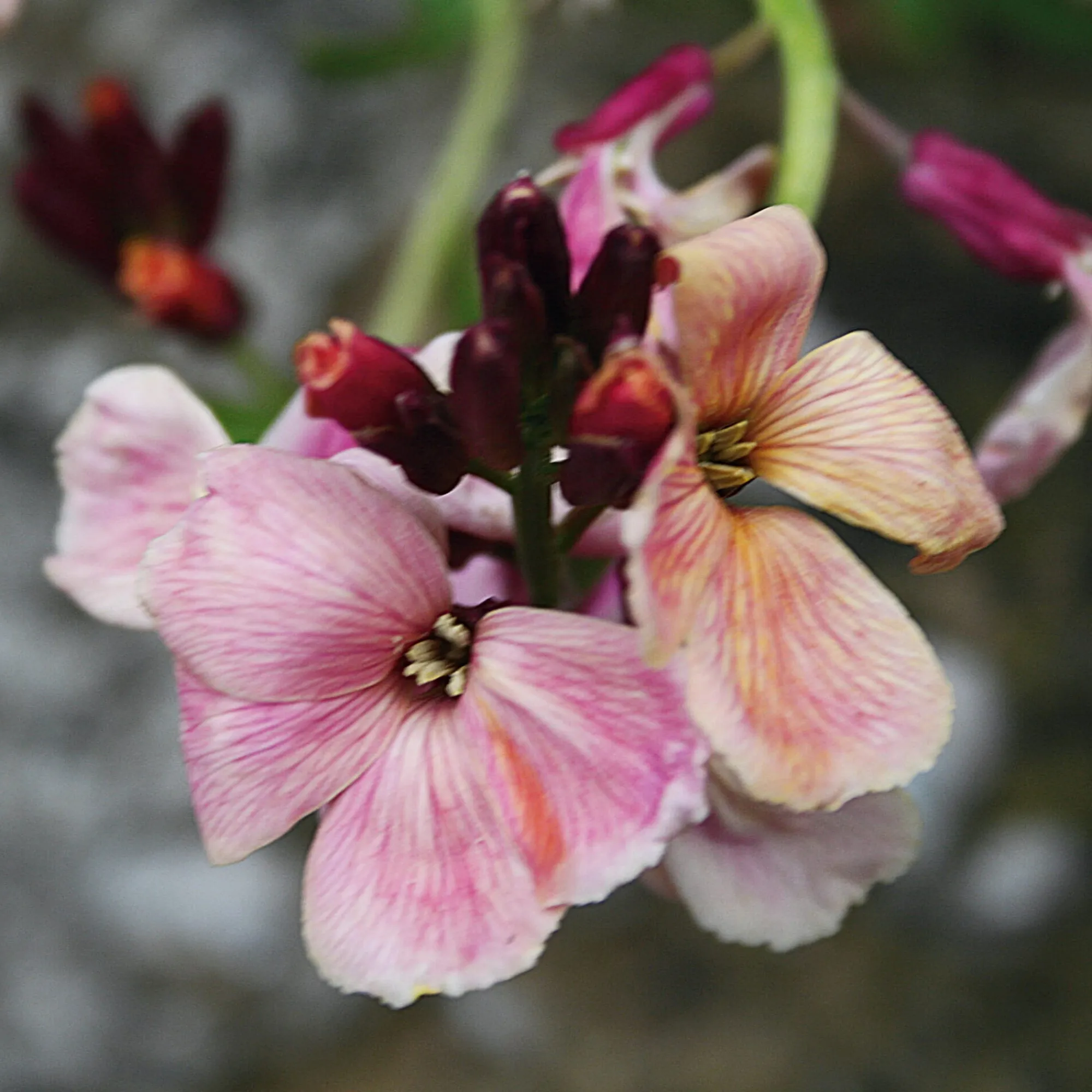 Blumensamen * Manufactum Blumensamen Historischer Goldlack