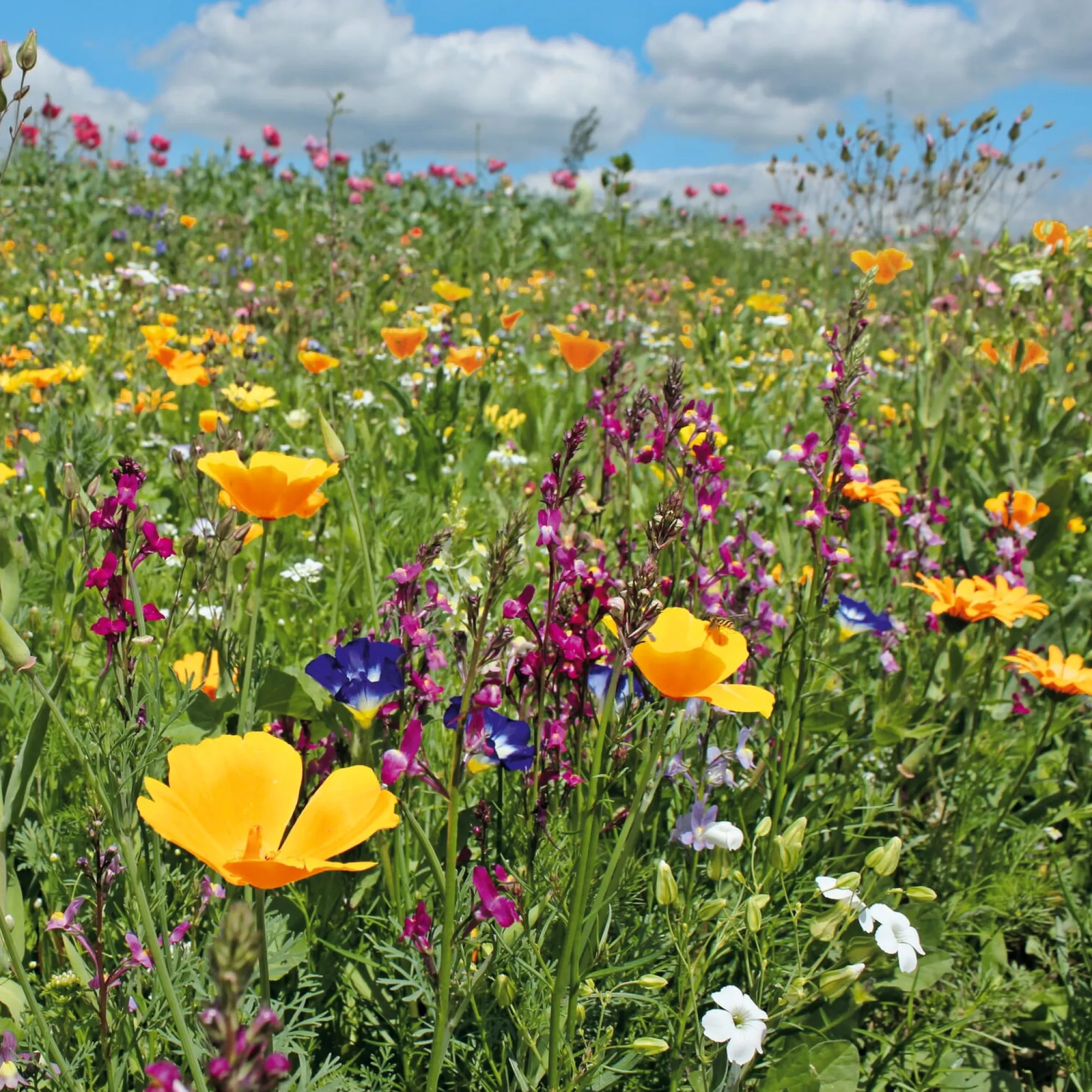 Blumensamen * Rieger-Hofmann Blumensamenmischung für Bienen und Schmetterlinge im Siedlungsbereich