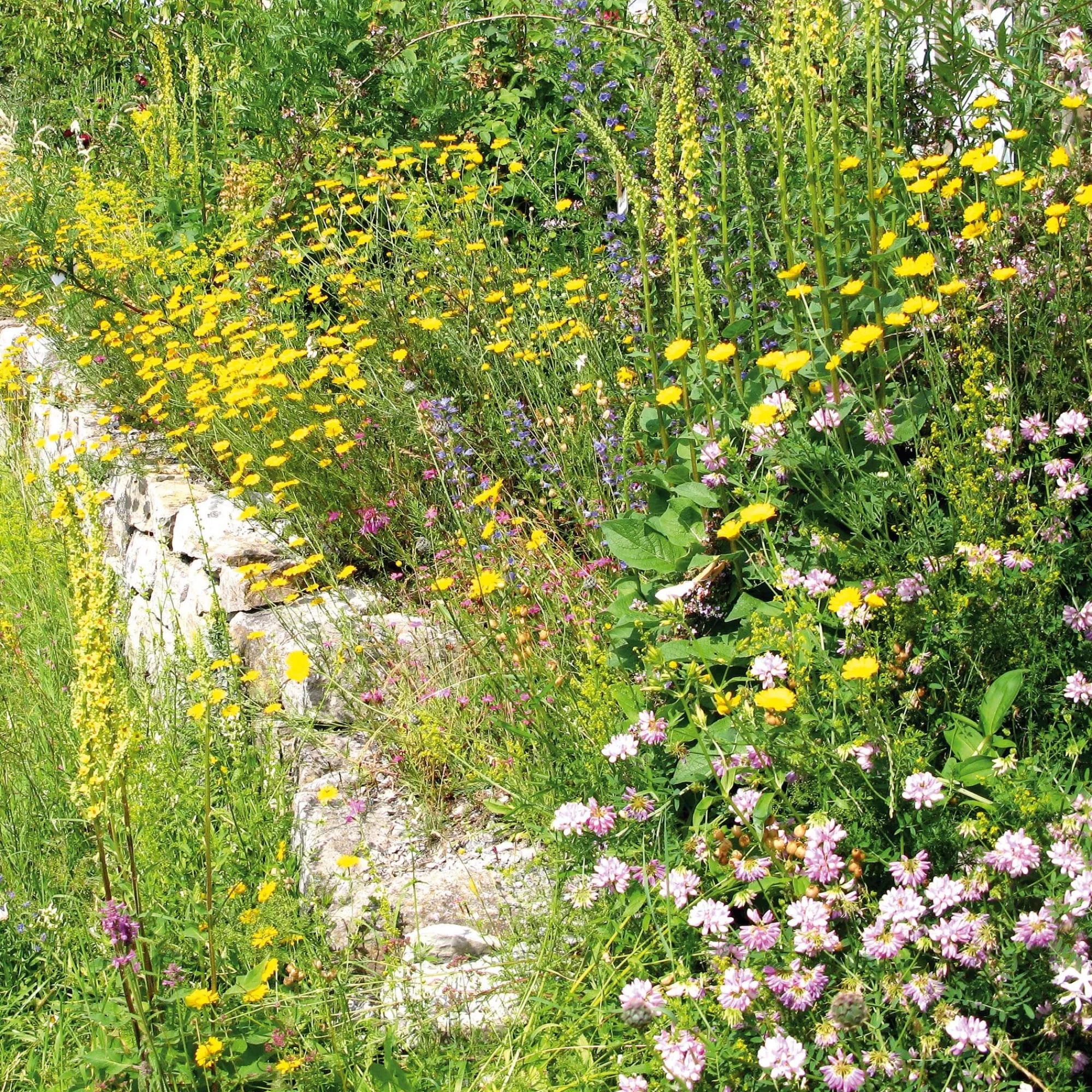 Blumensamen * Rieger-Hofmann Blumensamenmischung für Bienen und Schmetterlinge im Siedlungsbereich
