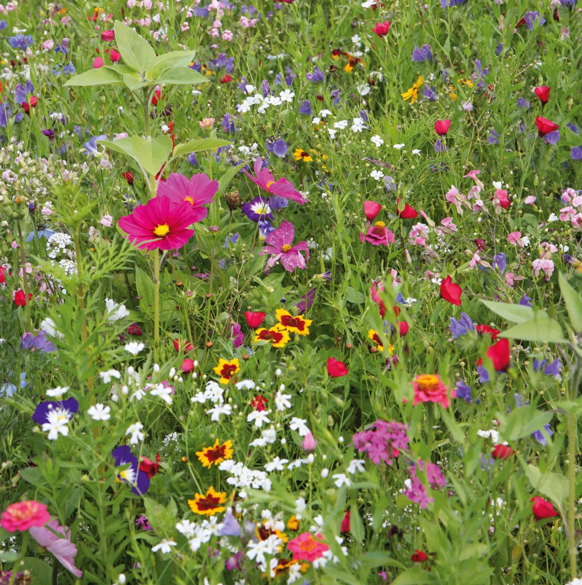 Blumensamen * Samen-Fetzer Blumensamen Mössinger Balkonkastenmischung
