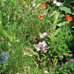 Blumensamen * Rieger-Hofmann Blumensamen Saatgutmischung Nutzinsektenweide