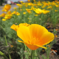 Blumensamen * Manufactum Blumensamen Samenkugeln