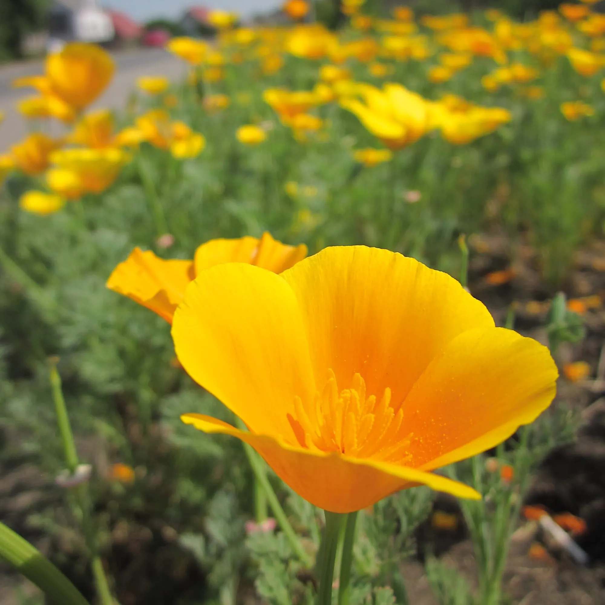 Blumensamen * Manufactum Blumensamen Samenkugeln