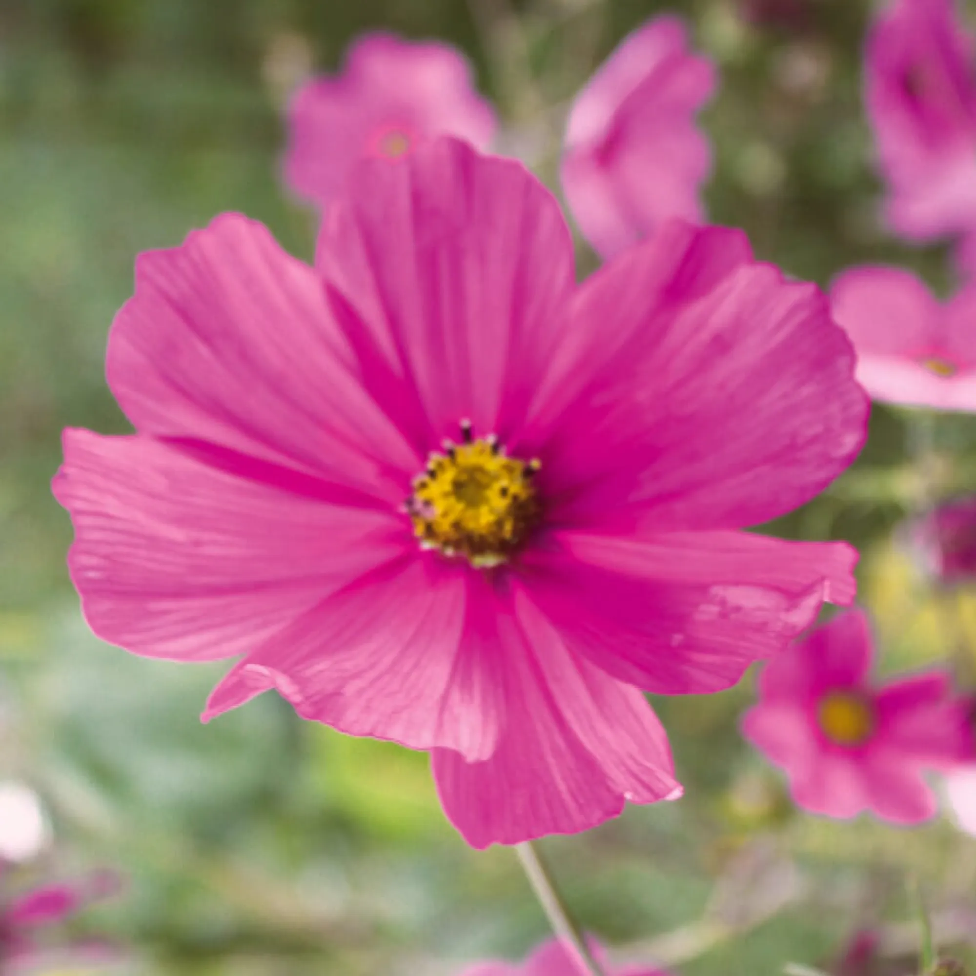 Blumensamen * Manufactum Blumensamen Samenkugeln