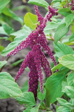 Blumensamen * Manufactum Blumensamen Samenkugeln
