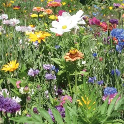 Blumensamen * Manufactum Blumensamen Samenkugeln