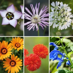 Blumensamen * Manufactum Blumensamen Seltene einjährige Blumen