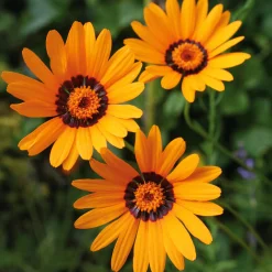Blumensamen * Manufactum Blumensamen Seltene einjährige Blumen