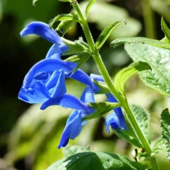 Blumensamen * Manufactum Blumensamen Seltene einjährige Blumen