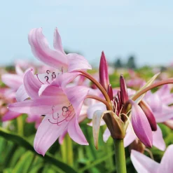 Zwiebelblumen & Knollenpflanzen * Nijssen Tuin & Bulbs Blumenzwiebeln Hakenlilie