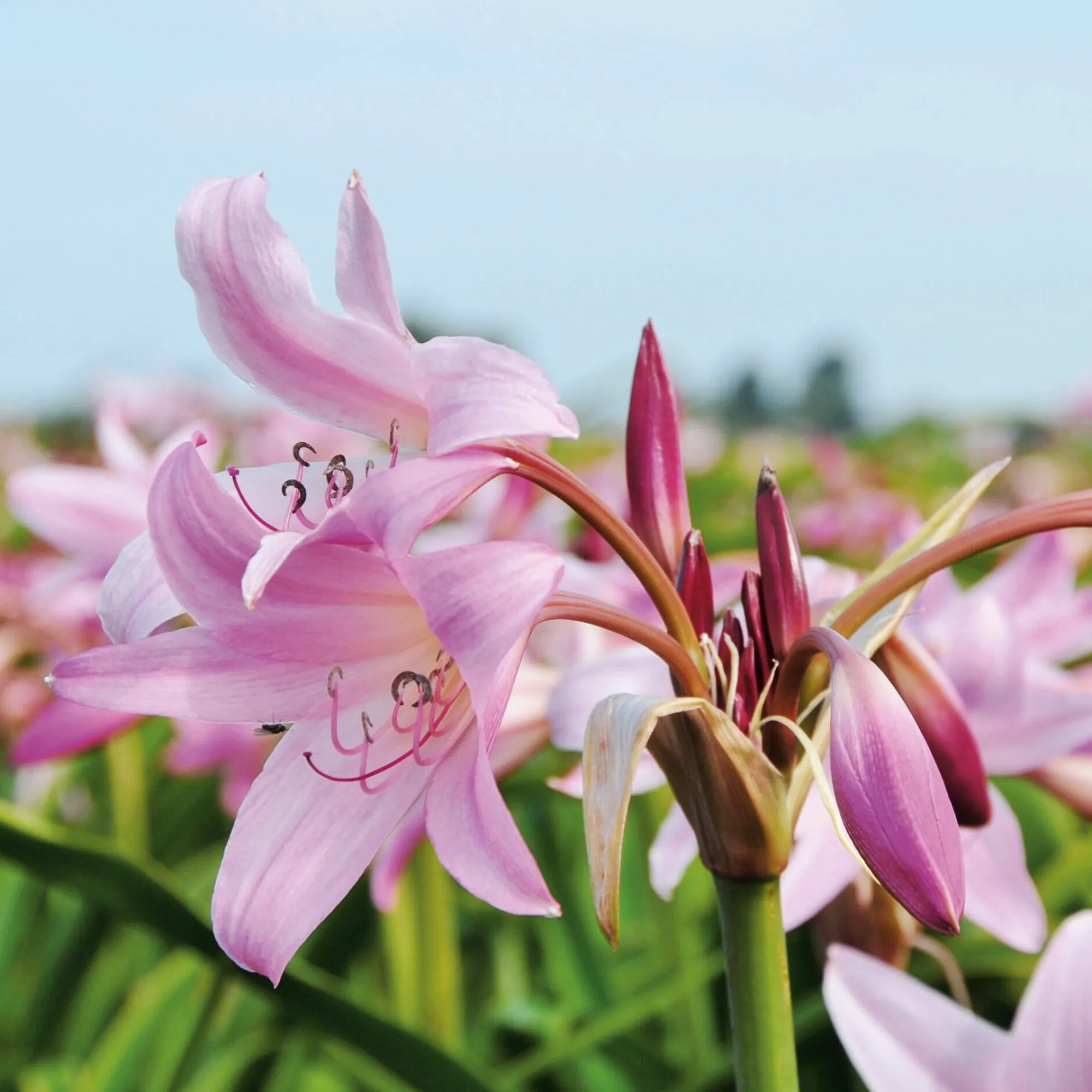 Zwiebelblumen & Knollenpflanzen * Nijssen Tuin & Bulbs Blumenzwiebeln Hakenlilie