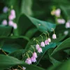 Zwiebelblumen & Knollenpflanzen * Nijssen Tuin & Bulbs Blumenzwiebeln Maiglöckchen 'Rosea'