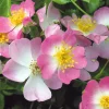 Rosen * Rosenhof Schultheis Bodendeckerrose 'Rosa Sternenflor'