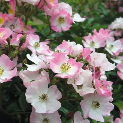 Rosen * Rosenhof Schultheis Bodendeckerrose 'Rosa Sternenflor'