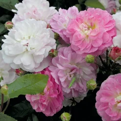 Rosen * Rosenhof Schultheis Bodendeckerrose 'Souvenir de Greuville'