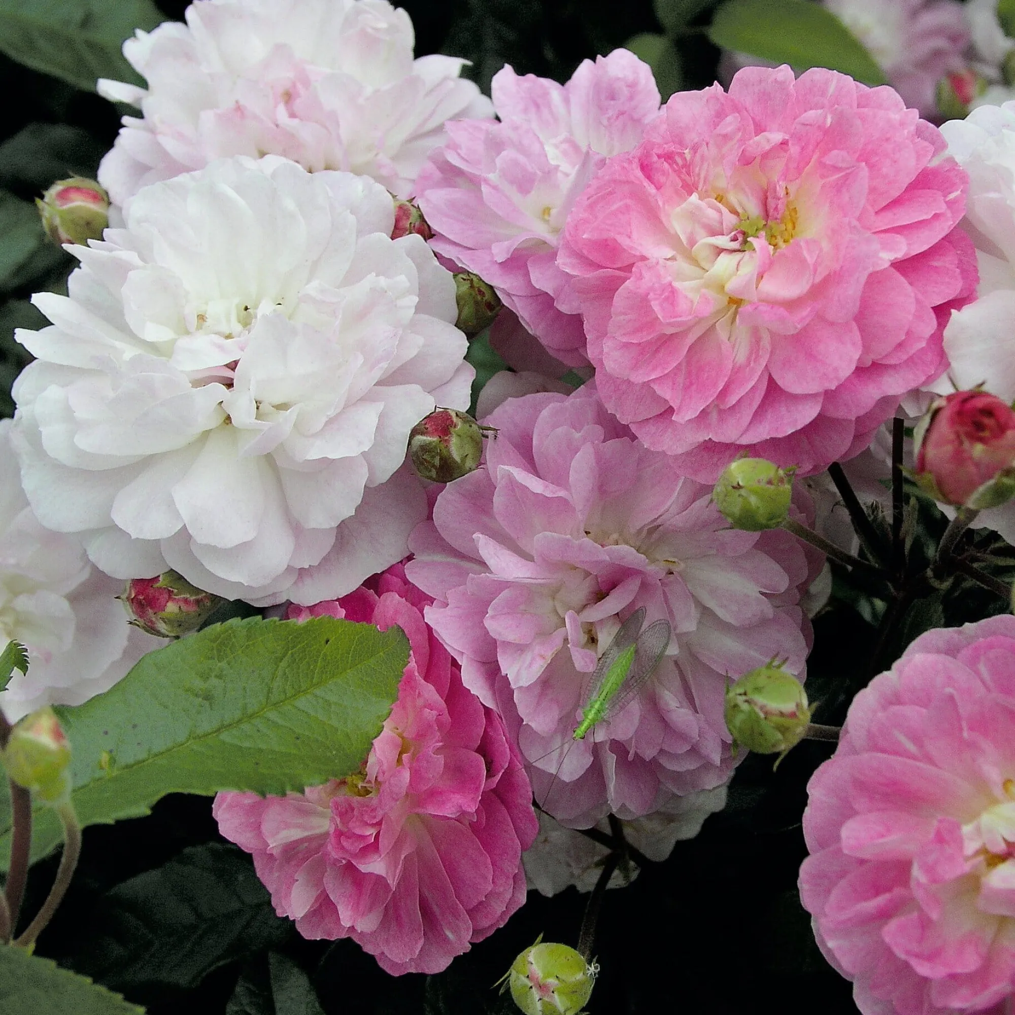 Rosen * Rosenhof Schultheis Bodendeckerrose 'Souvenir de Greuville'