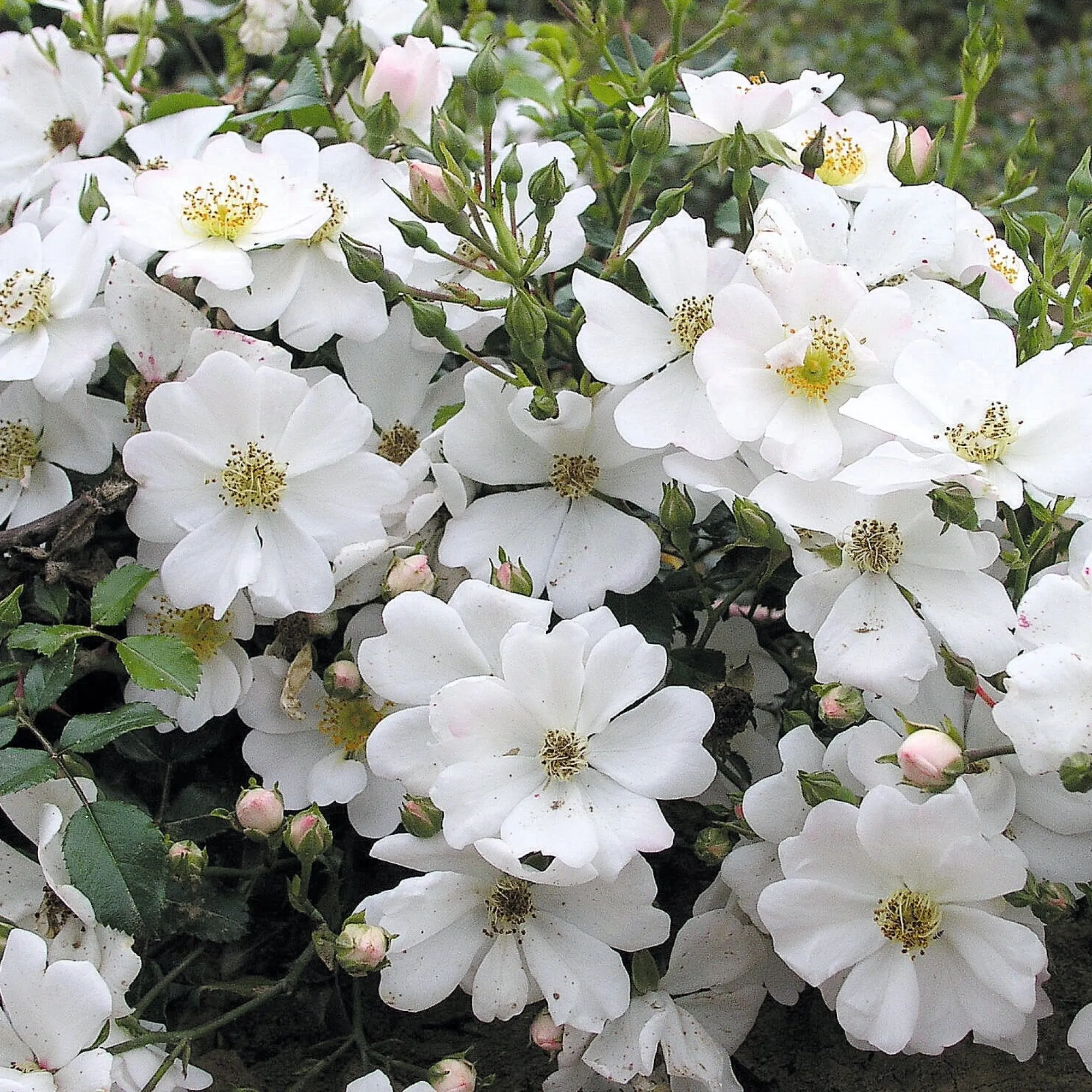 Rosen * Rosenhof Schultheis Bodendeckerrose 'Sternenflor'