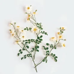 Rosen * Rosenhof Schultheis Bodendeckerrose 'Sternenflor'