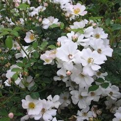 Rosen * Rosenhof Schultheis Bodendeckerrose 'Sternenflor'