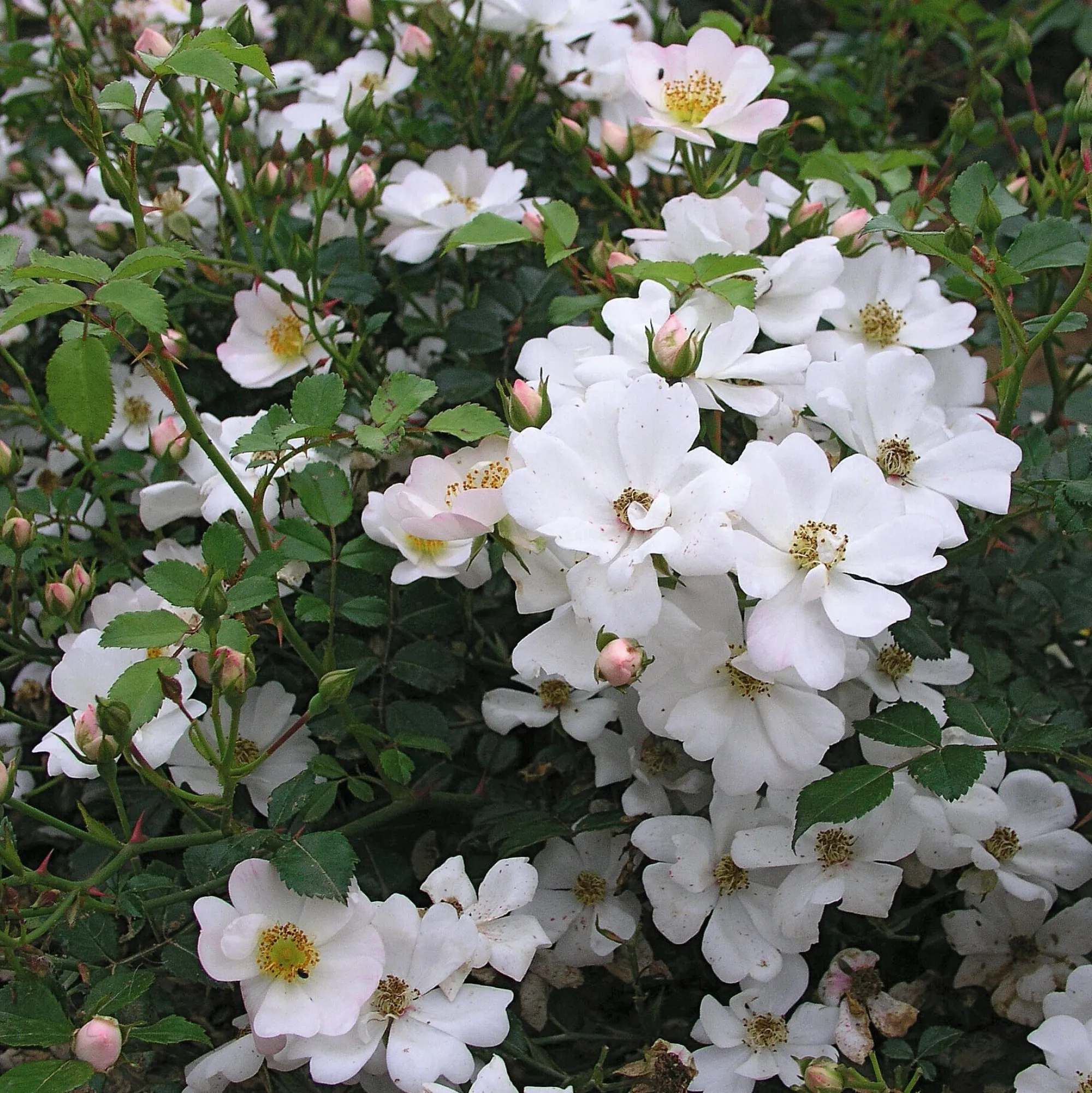 Rosen * Rosenhof Schultheis Bodendeckerrose 'Sternenflor'