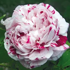 Rosen * Rosenhof Schultheis Bourbonrose 'Variegata di Bologna'