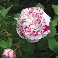 Rosen * Rosenhof Schultheis Bourbonrose 'Variegata di Bologna'
