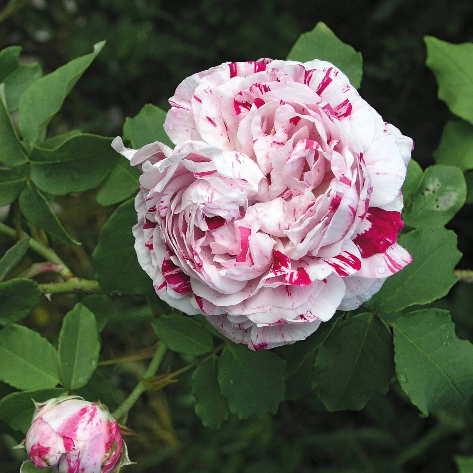 Rosen * Rosenhof Schultheis Bourbonrose 'Variegata di Bologna'