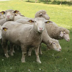 Fleischkonserven * Manufactum Bratwurst vom Hohenloher Lamm