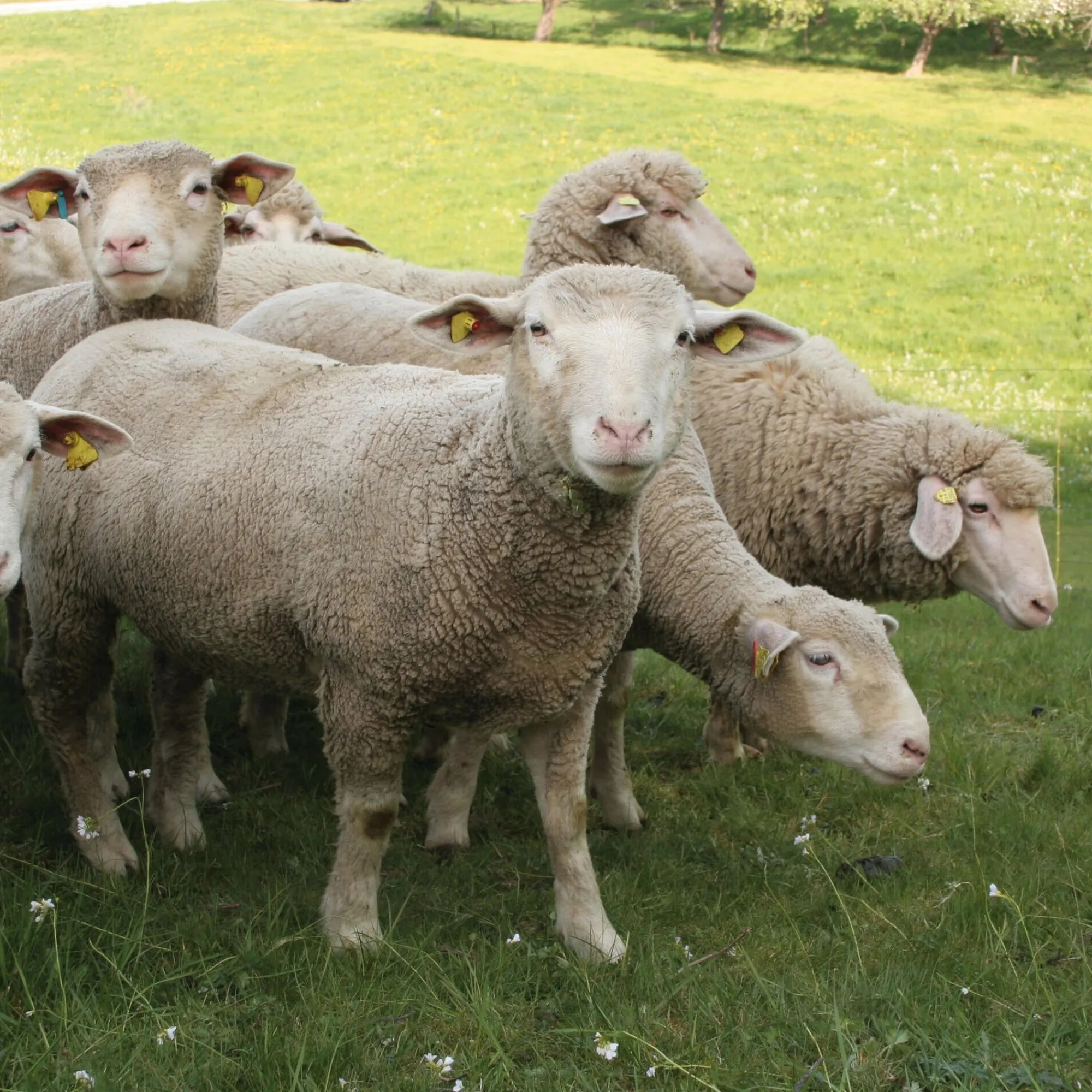 Fleischkonserven * Manufactum Bratwurst vom Hohenloher Lamm