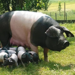 Fleischkonserven * Manufactum Bratwurst vom Schwäbisch-Hällischen Eichelweideschwein