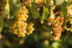 Weine|Sekt * Veuve Fourny ＆ Fils Champagner Blanc de Blancs