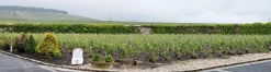 Sekt|Weine * Veuve Fourny ＆ Fils Champagner Rosé Brut