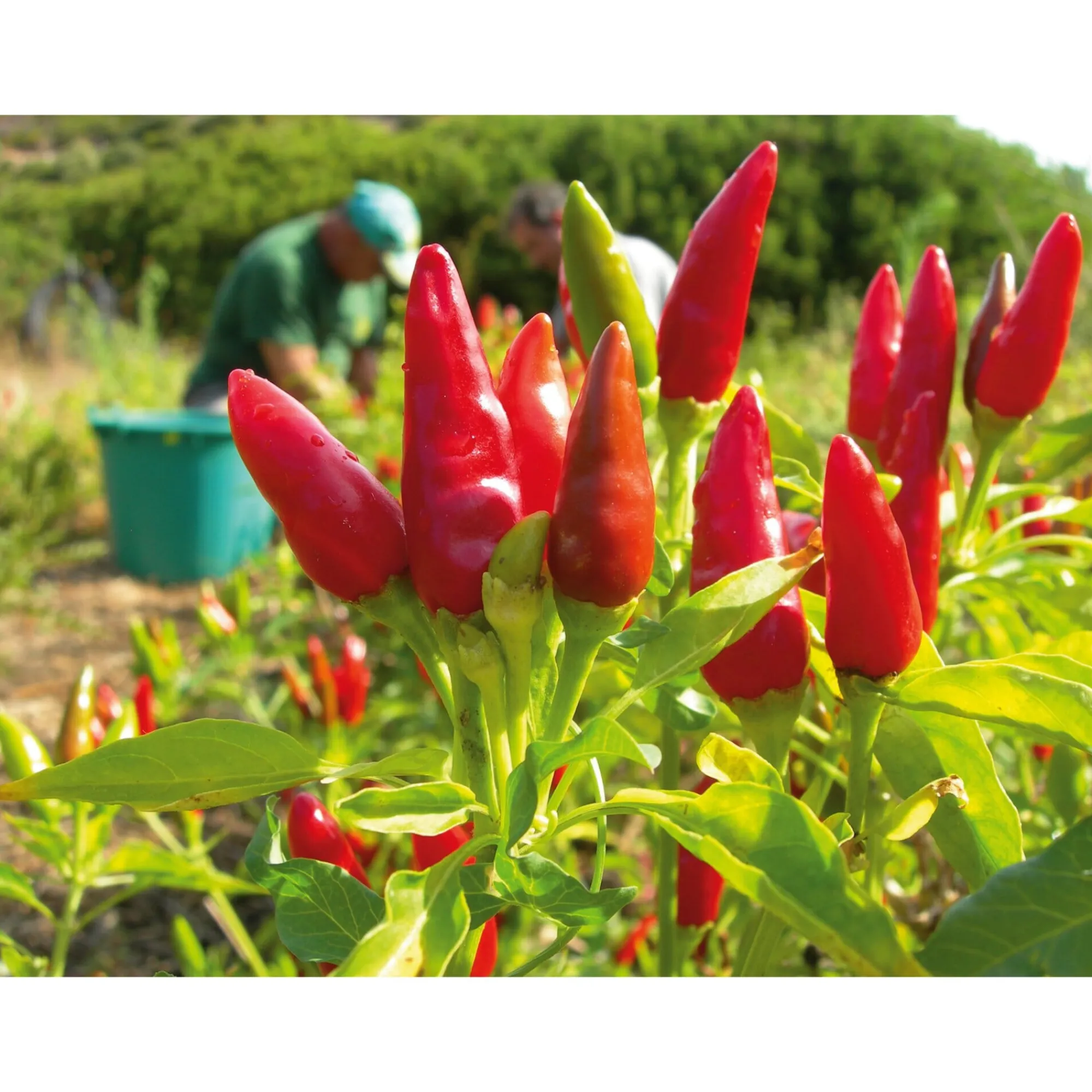 Gewürze * Manufactum Chillies
