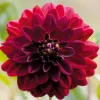 Zwiebelblumen & Knollenpflanzen * Dahlien-Schwieters Dahlie Arabian Night