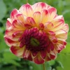 Zwiebelblumen & Knollenpflanzen * Manufactum Dahlie 'Kaiser Wilhelm'