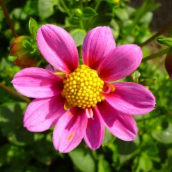 Zwiebelblumen & Knollenpflanzen * Dahlien-Schwieters Dahlienmischung Bienenweide