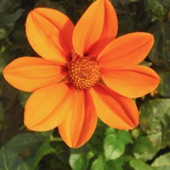 Zwiebelblumen & Knollenpflanzen * Dahlien-Schwieters Dahlienmischung Bienenweide