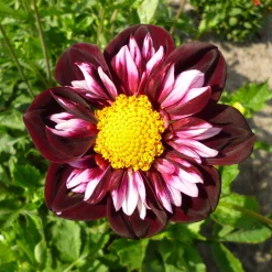 Zwiebelblumen & Knollenpflanzen * Dahlien-Schwieters Dahlienmischung Bienenweide
