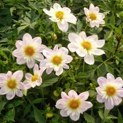 Zwiebelblumen & Knollenpflanzen * Dahlien-Schwieters Dahlienmischung Bienenweide