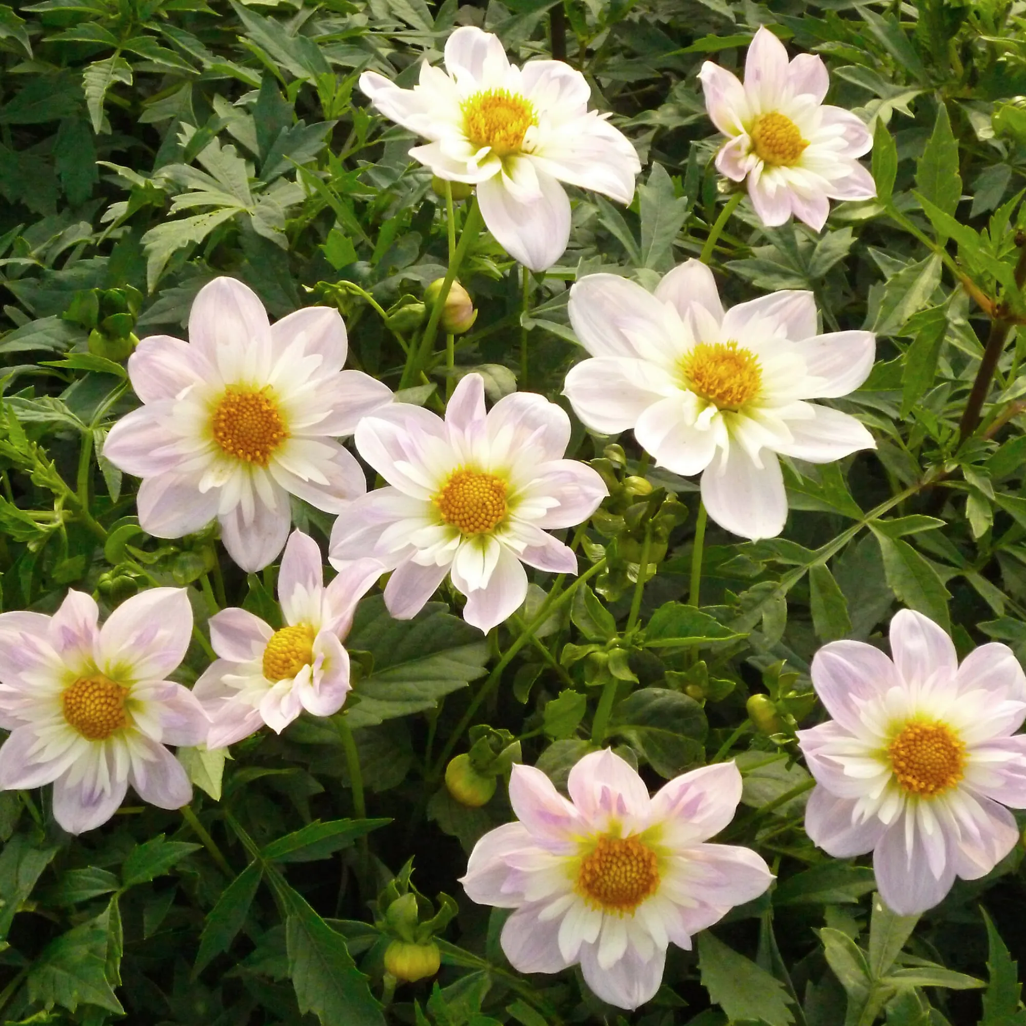 Zwiebelblumen & Knollenpflanzen * Dahlien-Schwieters Dahlienmischung Bienenweide
