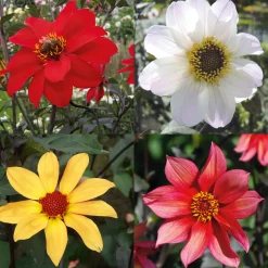Zwiebelblumen & Knollenpflanzen * Dahlien-Schwieters Dahlienmischung Bienenweide Beet
