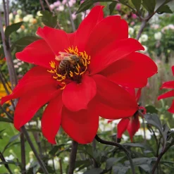 Zwiebelblumen & Knollenpflanzen * Dahlien-Schwieters Dahlienmischung Bienenweide Beet