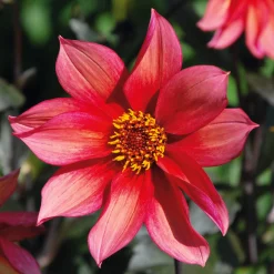 Zwiebelblumen & Knollenpflanzen * Dahlien-Schwieters Dahlienmischung Bienenweide Beet