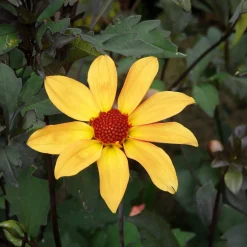 Zwiebelblumen & Knollenpflanzen * Dahlien-Schwieters Dahlienmischung Bienenweide Beet