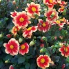 Zwiebelblumen & Knollenpflanzen * Dahlien-Schwieters Dahlie 'Schloss Reinbek'