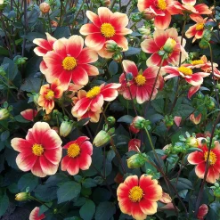 Zwiebelblumen & Knollenpflanzen * Dahlien-Schwieters Dahlie 'Schloss Reinbek'