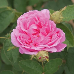 Rosen * Rosenhof Schultheis Damaszenerrose 'Miranda'