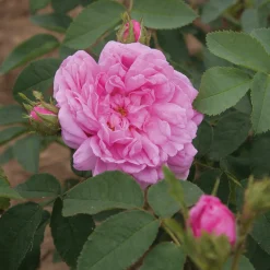 Rosen * Rosenhof Schultheis Damaszenerrose 'Miranda'